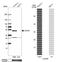 CXADR Ig-Like Cell Adhesion Molecule antibody, NBP1-88192, Novus Biologicals, Western Blot image 