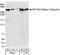 Spectrin Alpha, Non-Erythrocytic 1 antibody, A301-248A, Bethyl Labs, Western Blot image 