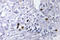 Chromobox 5 antibody, LS-C176766, Lifespan Biosciences, Immunohistochemistry frozen image 