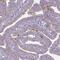 Tektin 4 antibody, NBP2-13425, Novus Biologicals, Immunohistochemistry paraffin image 