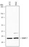 Vesicle Associated Membrane Protein 7 antibody, MAB6117, R&D Systems, Western Blot image 