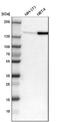 FLII Actin Remodeling Protein antibody, NBP1-87926, Novus Biologicals, Western Blot image 
