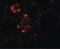WD Repeat Domain 92 antibody, LS-B5320, Lifespan Biosciences, Immunofluorescence image 