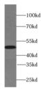 Synaptotagmin-4 antibody, FNab08431, FineTest, Western Blot image 