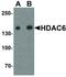 Histone Deacetylase 6 antibody, LS-C336188, Lifespan Biosciences, Western Blot image 