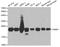 Phosphatidylethanolamine Binding Protein 1 antibody, STJ24954, St John