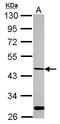 Hepsin antibody, LS-C155377, Lifespan Biosciences, Western Blot image 