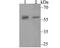 Signal Recognition Particle 54 antibody, NBP2-76893, Novus Biologicals, Western Blot image 