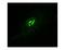 Spectrin Repeat Containing Nuclear Envelope Protein 1 antibody, LS-C82204, Lifespan Biosciences, Immunocytochemistry image 