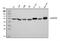 Tubulin Alpha 1a antibody, M03989-3, Boster Biological Technology, Western Blot image 