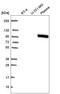 Basonuclin 1 antibody, HPA066947, Atlas Antibodies, Western Blot image 
