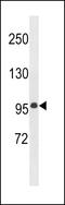 Multiple EGF Like Domains 11 antibody, 60-951, ProSci, Western Blot image 