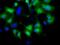 Crystallin Mu antibody, GTX84655, GeneTex, Immunofluorescence image 