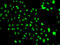 High Mobility Group 20A antibody, 22-836, ProSci, Immunofluorescence image 