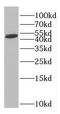 GFAP antibody, FNab03427, FineTest, Western Blot image 