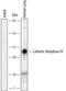 Carbonic Anhydrase 4 antibody, MA5-24028, Invitrogen Antibodies, Western Blot image 