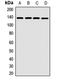 5-Oxoprolinase, ATP-Hydrolysing antibody, orb411898, Biorbyt, Western Blot image 