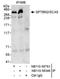 Spectrin Beta, Non-Erythrocytic 2 antibody, NB110-58783, Novus Biologicals, Immunoprecipitation image 