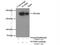 Nucleoporin 205 antibody, 24439-1-AP, Proteintech Group, Immunoprecipitation image 