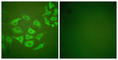 Matrix Metallopeptidase 10 antibody, abx013141, Abbexa, Western Blot image 