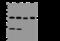 Nucleophosmin 1 antibody, 201433-T46, Sino Biological, Western Blot image 