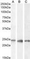 Progesterone Receptor Membrane Component 1 antibody, NB100-2841, Novus Biologicals, Western Blot image 