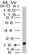 Bone Marrow Stromal Cell Antigen 2 antibody, NBP2-27349, Novus Biologicals, Western Blot image 