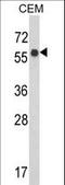 WD Repeat Domain 1 antibody, LS-C160571, Lifespan Biosciences, Western Blot image 