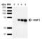 Heat Shock Transcription Factor 1 antibody, 12518, QED Bioscience, Western Blot image 