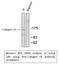 Collagen Type IV Alpha 1 Chain antibody, STJ98907, St John