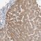 Serine Protease 38 antibody, PA5-55748, Invitrogen Antibodies, Immunohistochemistry frozen image 