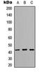 Armadillo Repeat Containing X-Linked 1 antibody, orb304684, Biorbyt, Western Blot image 