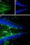 Gephyrin antibody, PA5-77466, Invitrogen Antibodies, Immunohistochemistry frozen image 