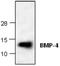 Bone Morphogenetic Protein 4 antibody, GTX59689, GeneTex, Western Blot image 