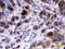 p21 antibody, MAB1047, R&D Systems, Immunohistochemistry paraffin image 