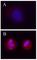 H2A Histone Family Member X antibody, 613402, BioLegend, Immunofluorescence image 