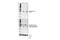 Caspase 9 antibody, 20750S, Cell Signaling Technology, Western Blot image 