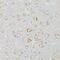 Mitogen-Activated Protein Kinase Kinase 1 antibody, GTX35212, GeneTex, Immunohistochemistry paraffin image 