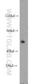 DNA Polymerase Delta 2, Accessory Subunit antibody, 10288-1-AP, Proteintech Group, Western Blot image 