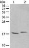 Ubiquitin A-52 Residue Ribosomal Protein Fusion Product 1 antibody, PA5-67590, Invitrogen Antibodies, Western Blot image 
