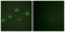 GATA Binding Protein 3 antibody, PA5-38492, Invitrogen Antibodies, Immunofluorescence image 