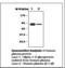 Alpha-1-B Glycoprotein antibody, LS-C62039, Lifespan Biosciences, Western Blot image 