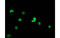 Ubiquitin Like Modifier Activating Enzyme 2 antibody, MBS834233, MyBioSource, Immunofluorescence image 