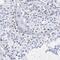 THAP Domain Containing 7 antibody, HPA003083, Atlas Antibodies, Immunohistochemistry frozen image 