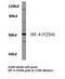 Interferon Regulatory Factor 4 antibody, LS-C177125, Lifespan Biosciences, Western Blot image 