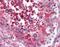 Reticulon 4 antibody, orb88391, Biorbyt, Immunohistochemistry paraffin image 