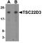 TSC22 Domain Family Member 3 antibody, A03078, Boster Biological Technology, Western Blot image 