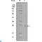 GATA Binding Protein 3 antibody, LS-C812476, Lifespan Biosciences, Western Blot image 