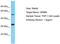 Olfactory Receptor Family 8 Subfamily B Member 4 (Gene/Pseudogene) antibody, TA337546, Origene, Western Blot image 