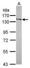 Structural Maintenance Of Chromosomes 6 antibody, PA5-30820, Invitrogen Antibodies, Western Blot image 